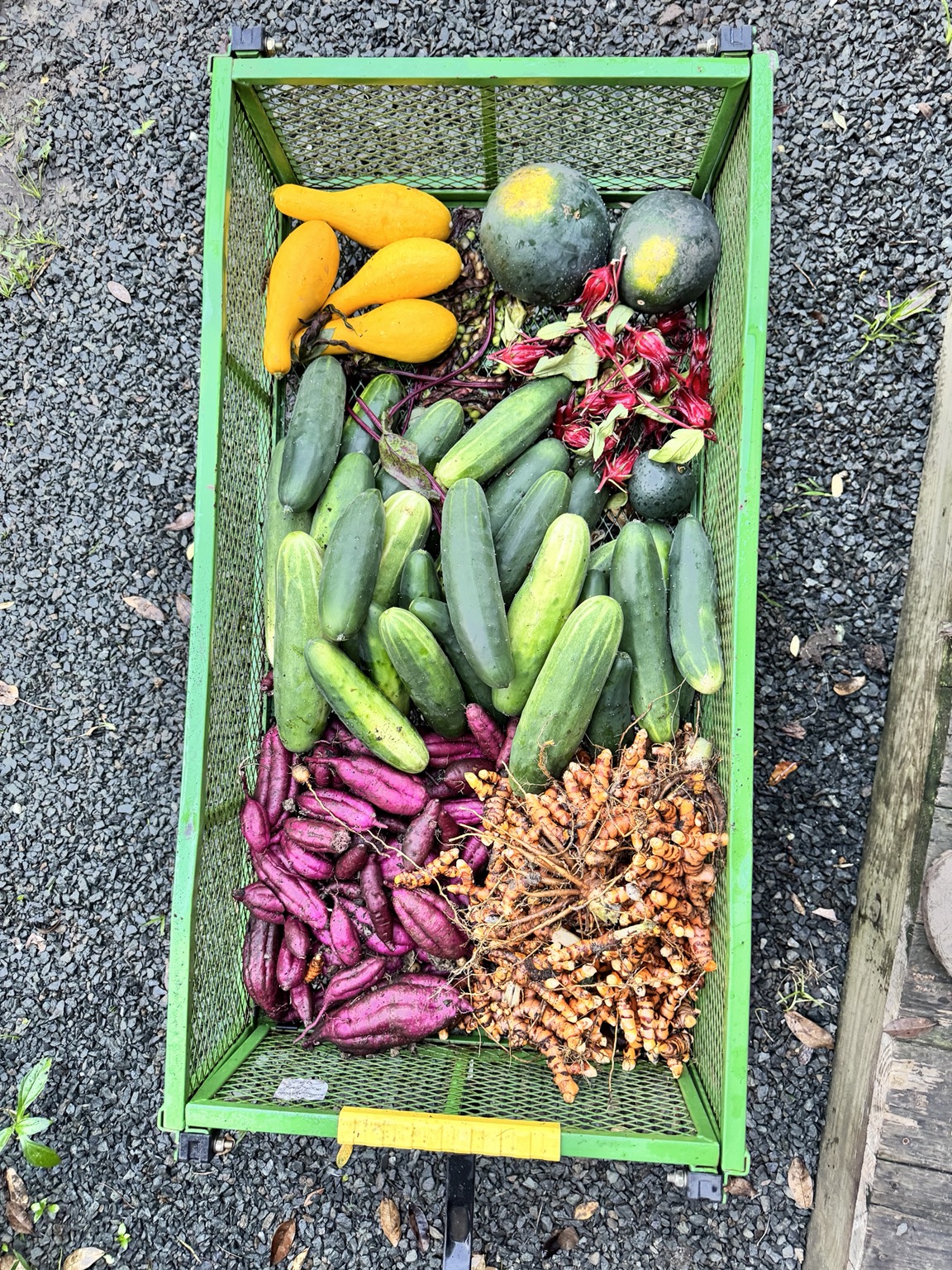 Cosecha de vegetales