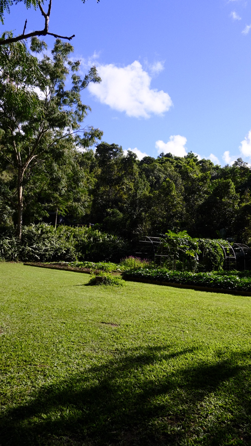 Vegetación y árboles de la hacienda